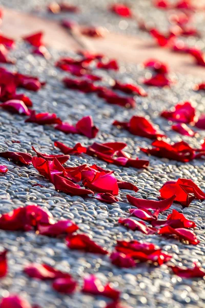 Rose petals