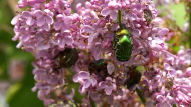 Rose chafer (Cetonia aurata)