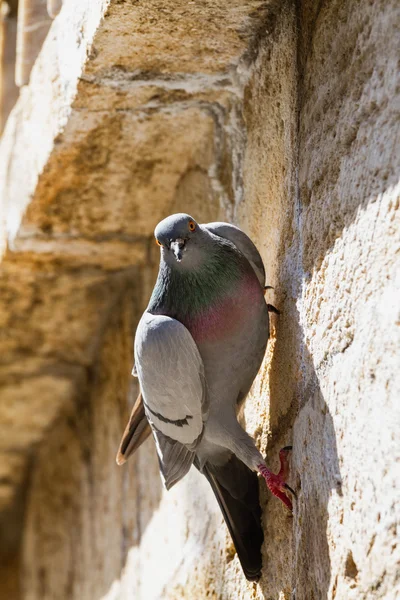 Urban Pigeon — Stock Photo, Image