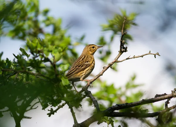 Sångtrast (Turdus philomelos)) — Stockfoto