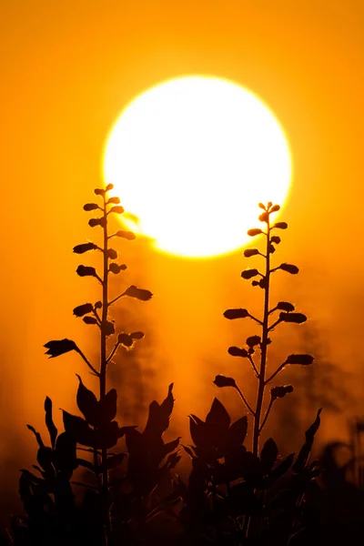 Coucher de soleil — Photo