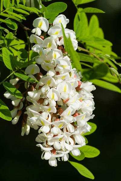 Acacia — Stock Photo, Image