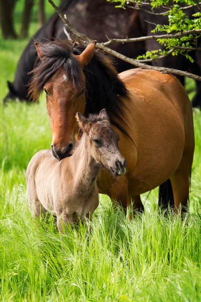 At aile — Stok fotoğraf