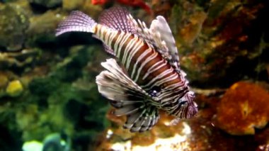 Lionfish (Pterois mombasae)