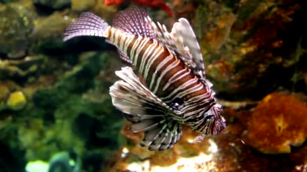 Peixe-leão (Pterois mombasae ) — Vídeo de Stock