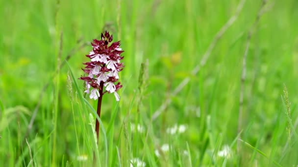 Frauenorchidee (orchis purpurea)) — Stockvideo