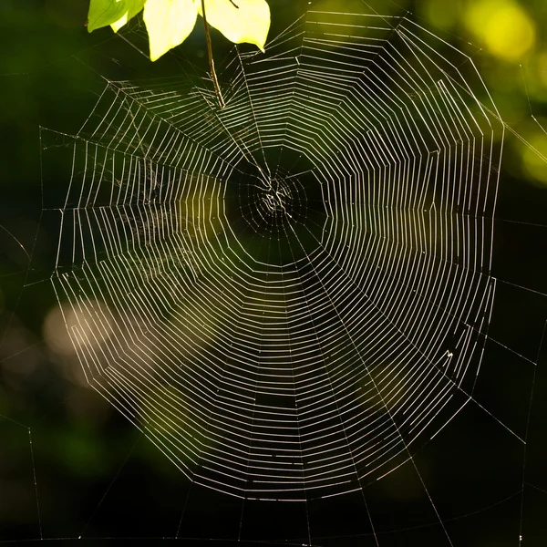 蜘蛛の巣 — ストック写真