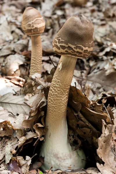 Ernyő-gombák — Stock Fotó