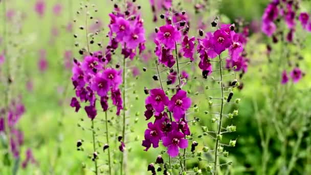 Beautiful wild flowers — Stock Video
