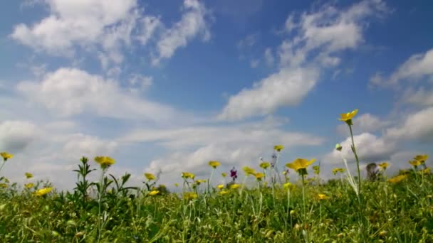 Красиві дикі квіти на вітрі — стокове відео