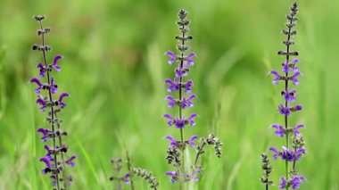 Çayır adaçayı (Salvia pratensis) bahar
