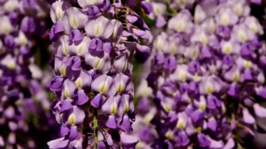 Wisteria sinensis çiçekler
