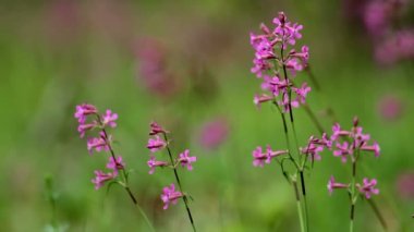 Yapışkan catchfly, lychnis viscaria