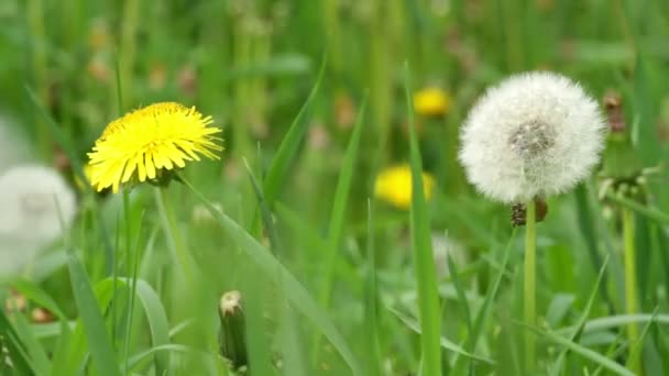 Beautiful dandelions in the spring meadow — Stock Video