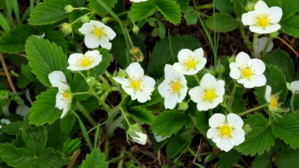 Aardbei bloemen — Stockvideo