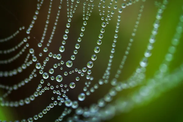 Red de araña —  Fotos de Stock