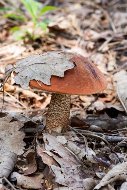 Kırmızı şapkalı scaber sapı