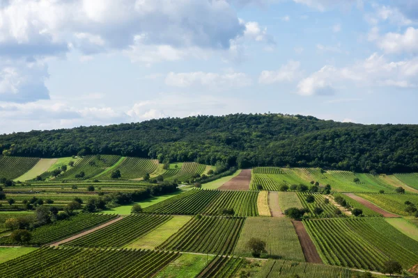 Beautiful rows of viticulture — Stock Photo, Image