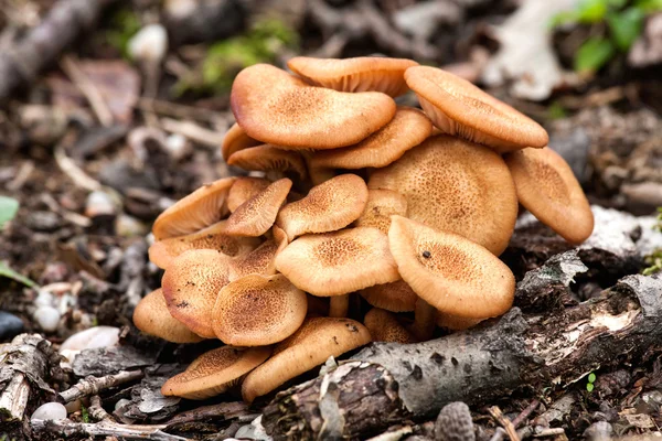 Ringless Honey Fungus(Armillaria tabescens) — Stock Photo, Image