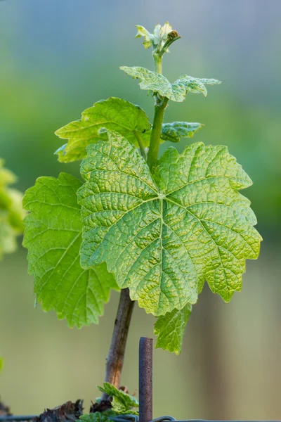 Planta de uva — Foto de Stock