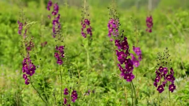 Bellissimi fiori selvatici Viola Mullein (Verbascum phoeniceum ) — Video Stock