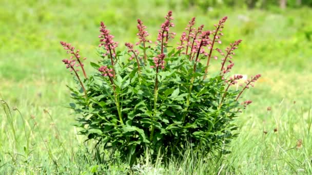 Beautiful flowers in the wind (Dictamnus albus) — Stock Video