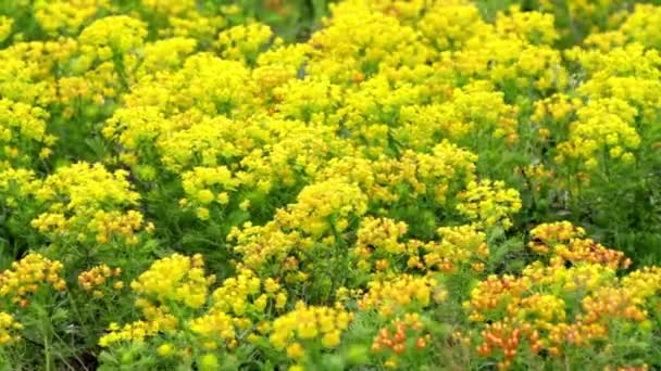 Cypress euforbia (Euphorbia cyparissias) — Video Stock