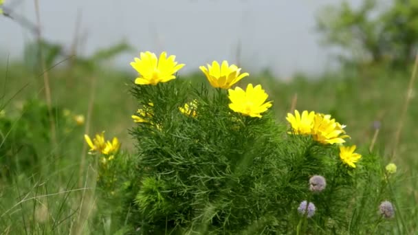 Красивые желтые цветы Адониса (Adonis vernalis ) — стоковое видео