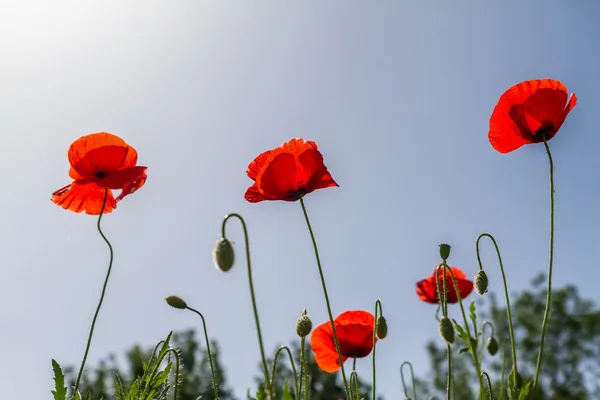 Poppy bloemen — Stockfoto