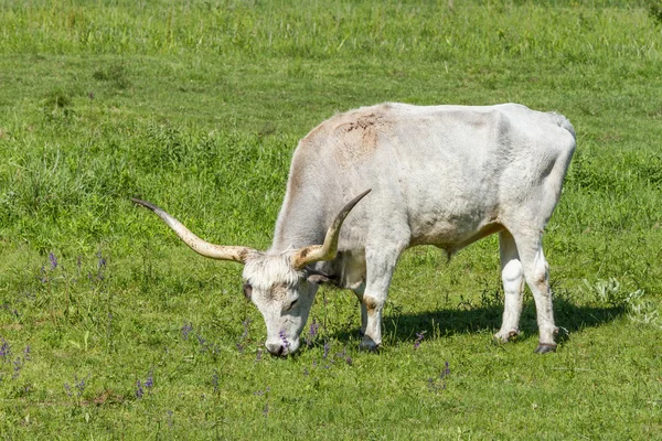 Hunlgarischer grauer Bulle — Stockfoto