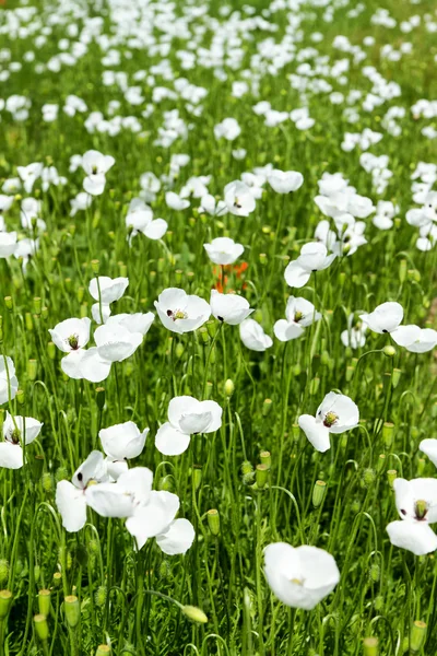 White poppy flowers — Stock Photo, Image