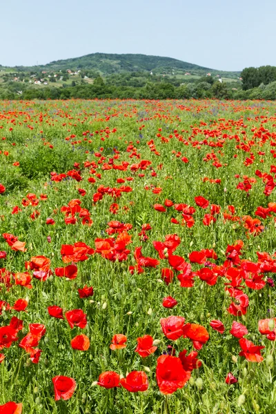 Poppy bloemen — Stockfoto