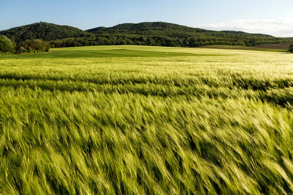 Gabona a mező — Stock Fotó