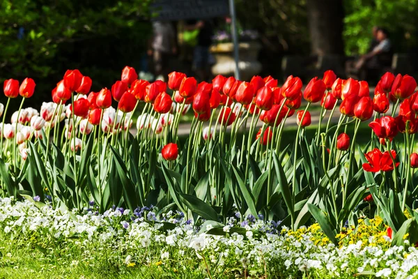 Red tulips — Stock Photo, Image