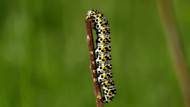 Su Betony grub (Shargacucullia scrophulariae) — Stok video