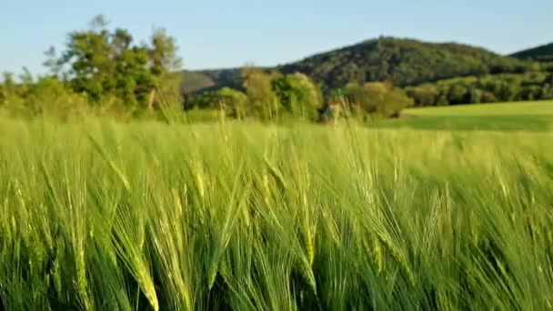 Szép gabona a mező egy szeles nap — Stock videók