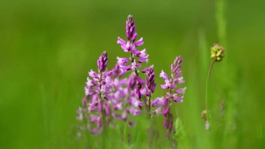 Güzel kır çiçekleri closeup (Polygala amara)