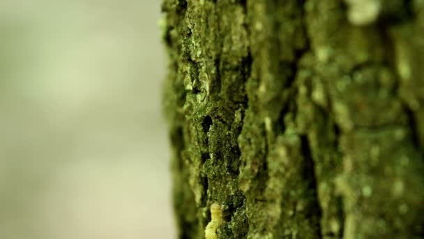 Oruga pequeña en el tronco del árbol — Vídeo de stock