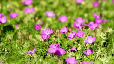 Rüzgar (Sardunya sanguineum kanlı cranesbill)