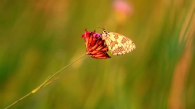 Mermer beyaz (Melanargia galathea çiçek kelebek)