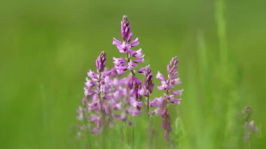 Güzel kır çiçekleri closeup (Polygala amara)