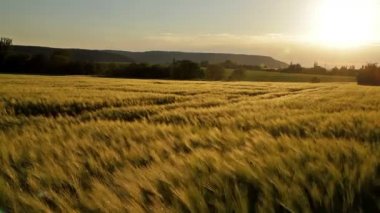 güzel tahıl alanda günbatımı ışığı