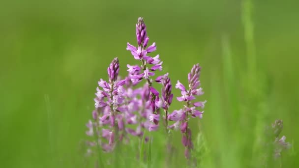 Belles fleurs sauvages gros plan (Polygala amara ) — Video