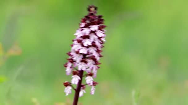 Леди Орхидея (Orchis purpurea) ) — стоковое видео
