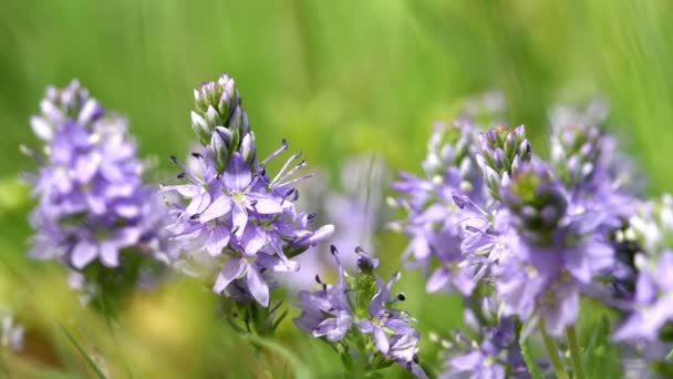 Beautiful wild flowers closeup (Polygala amara) — Stock Video