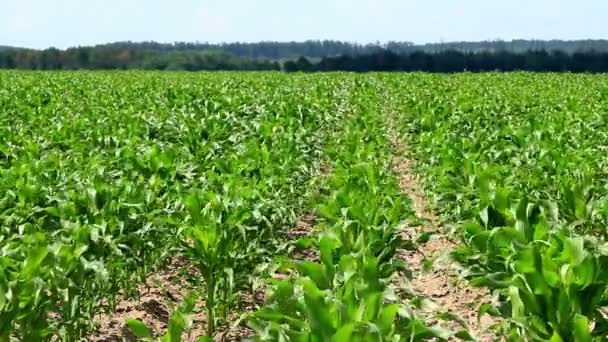 Поле кукурузы весной — стоковое видео