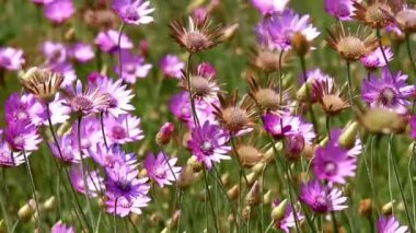 Güzel yabani çiçekler yakın çekim