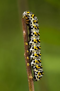 Su Betony grub (Shargacucullia scrophulariae)