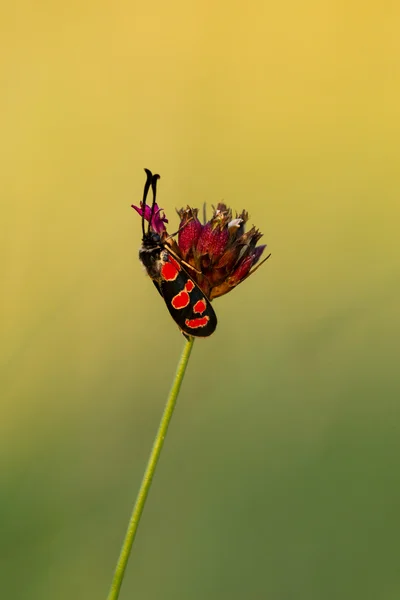 Insectos en la flor — Foto de Stock