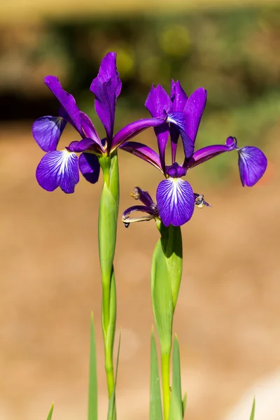 Iris — Stock fotografie